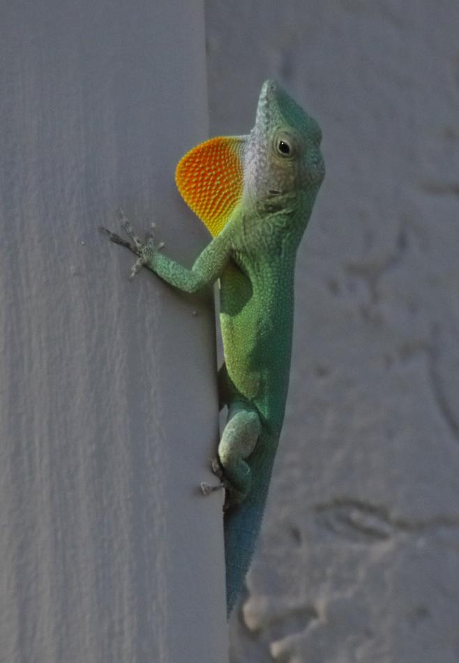 2018 09 10 HTP 06592